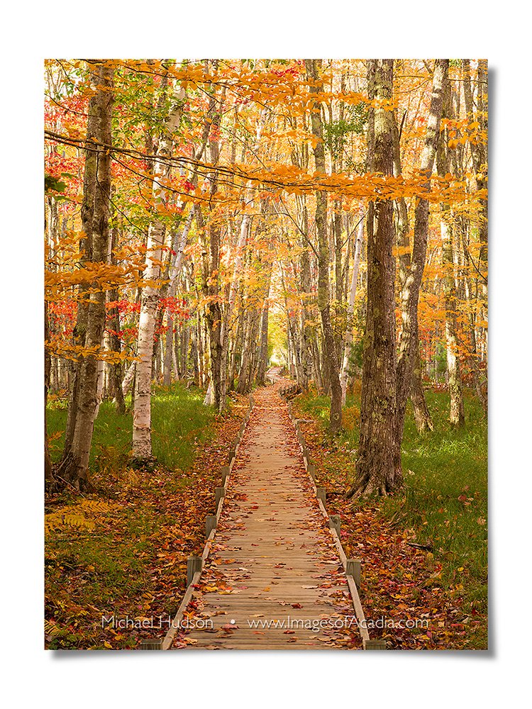Autumn along the Jesup Path, Acadia National Park, Maine, USA