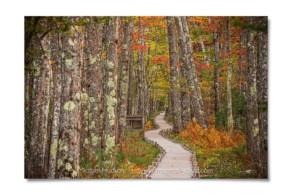 Jesup Path in Autumn, Acadia National Park, Maine, USA