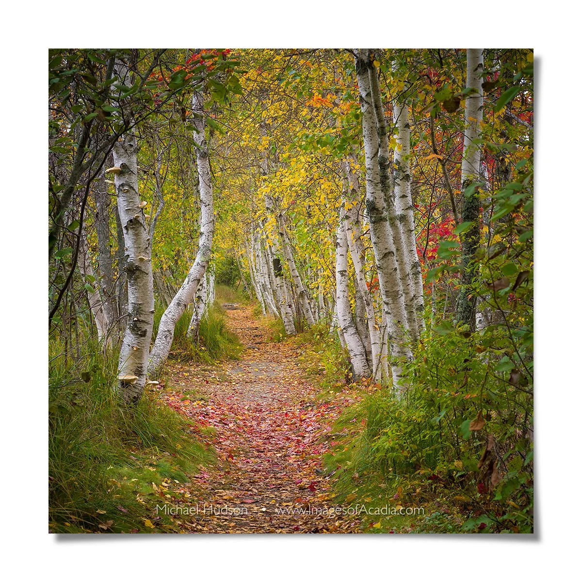 Autumn foliage along the Hemlock Road, Acadia National Park, Mai