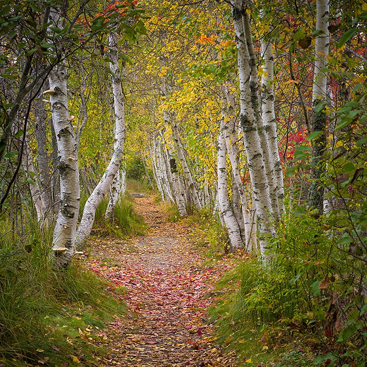 Autumn foliage along the Hemlock Road, Acadia National Park, Mai (Copy)