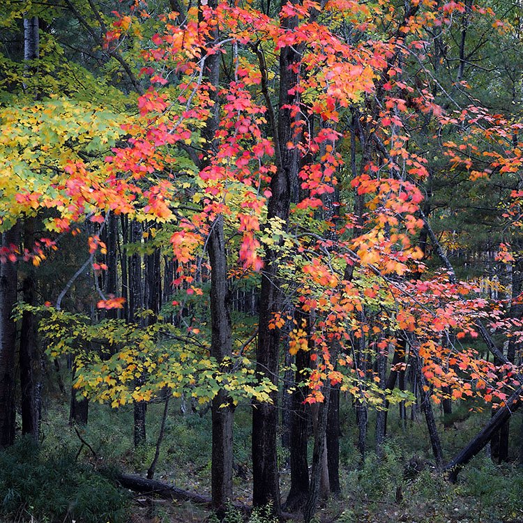 Autumn foliage near the Great Meadow, Acadia National Park, Main (Copy)