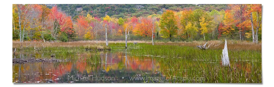 Autumn foliage near the Canon Brook Trail/ Kane Path, Acadia Nat