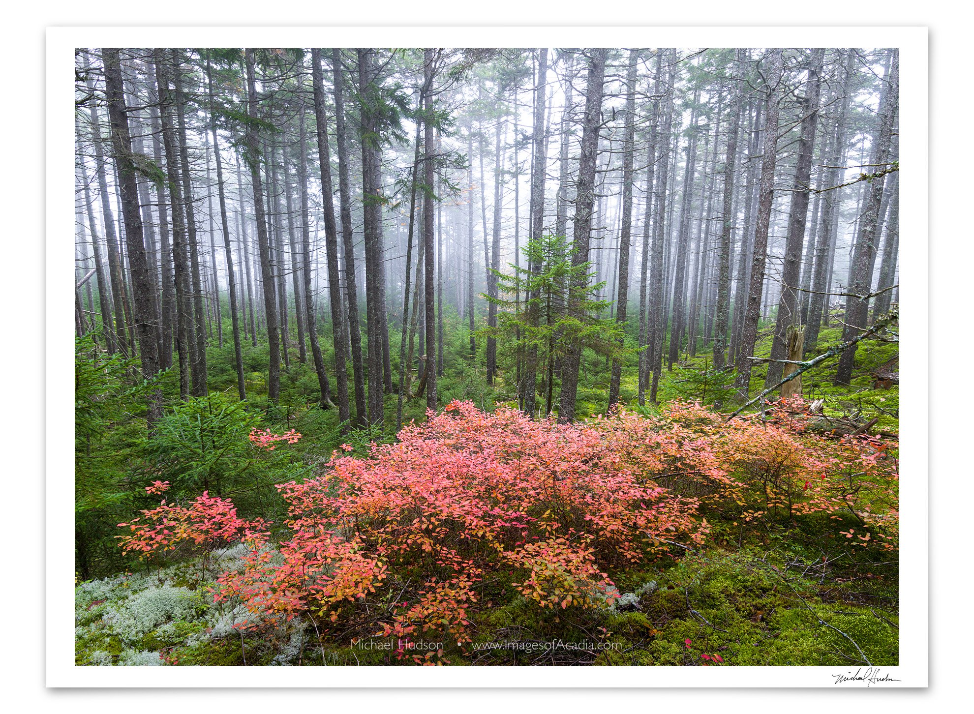 Pine forest near the summit of Bernard Mountain, Acadia National