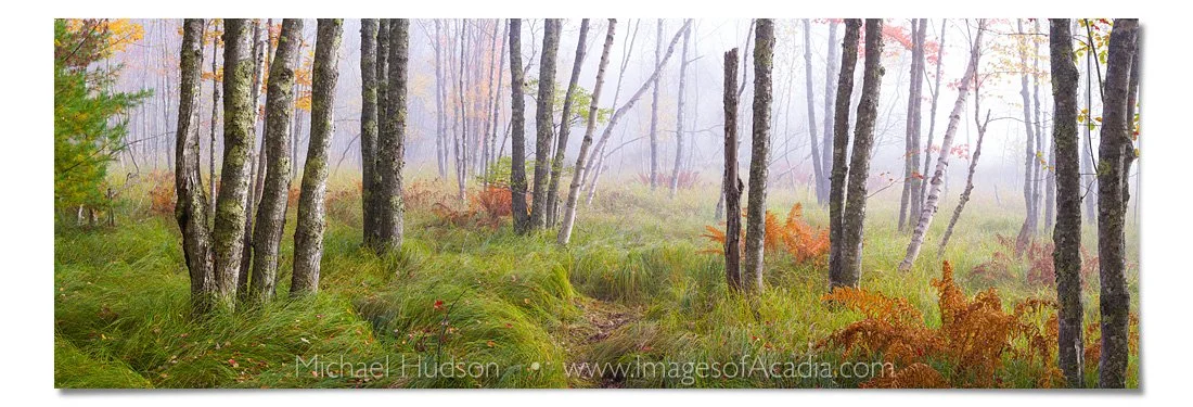 Birch woods along the Jesup Path, Acadia National Park, Maine, U