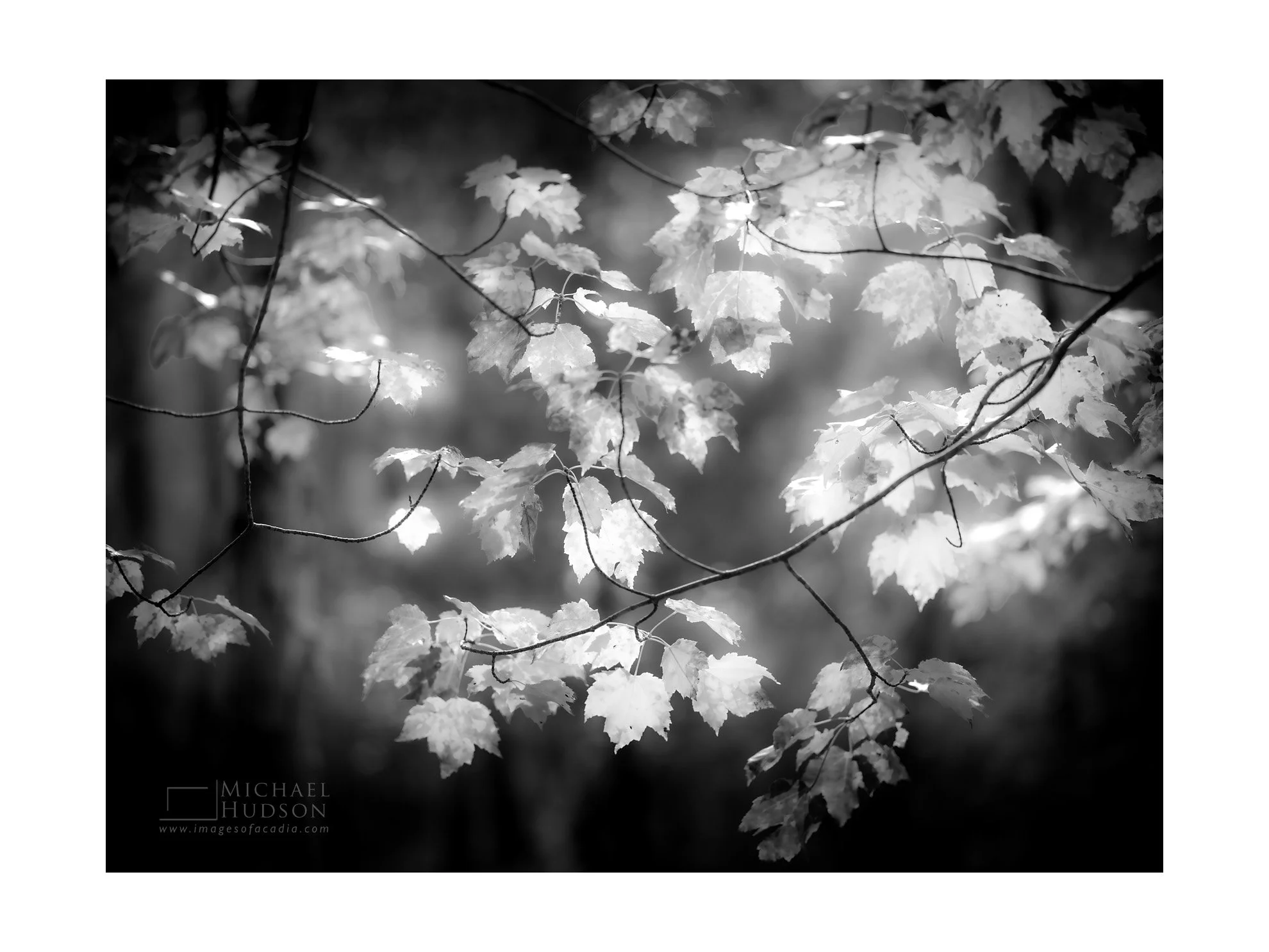 Floating/ Limited Edition Print No. 2S5-2267bw