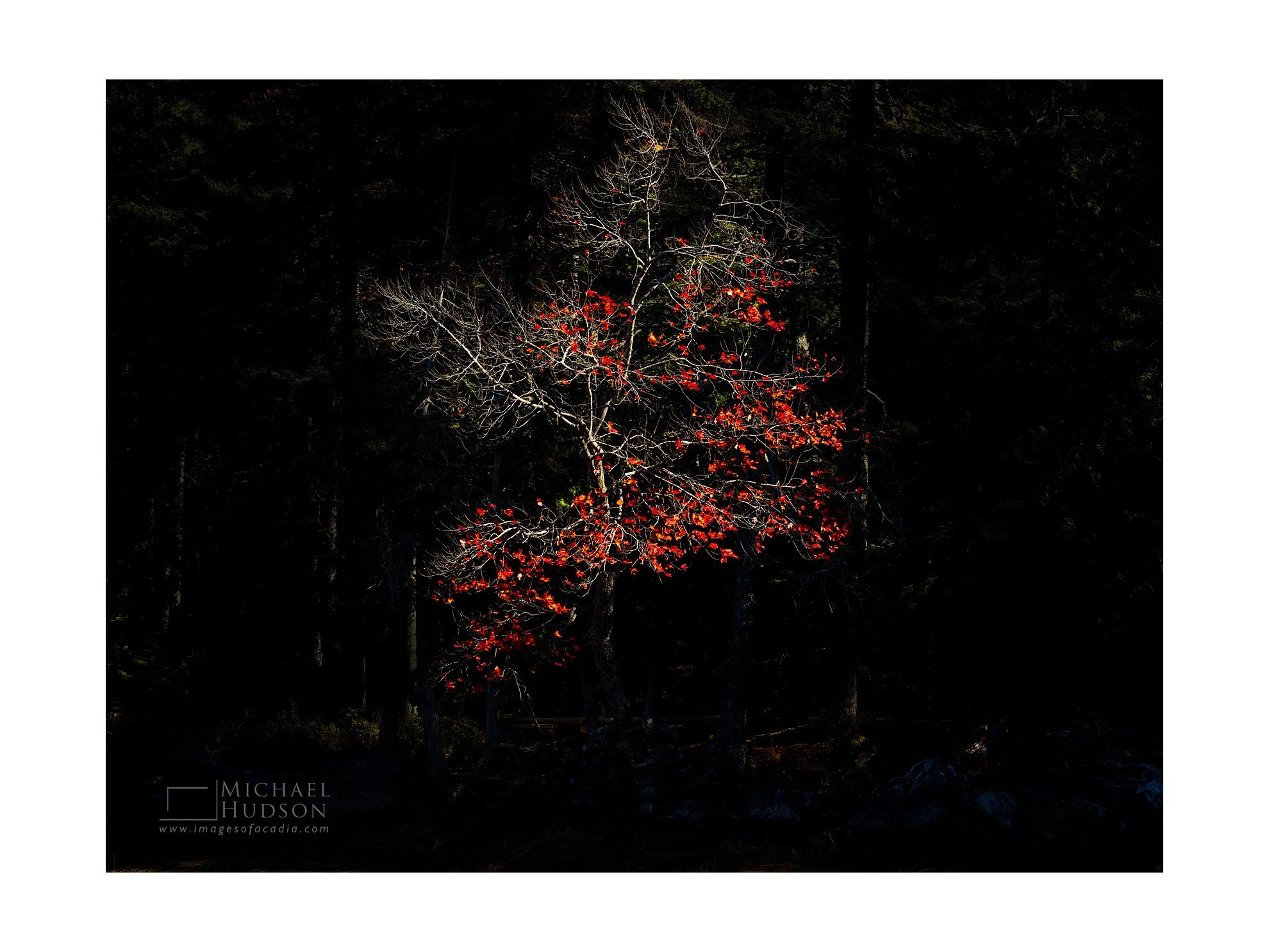 Skeletal Maple/ Limited Edition Print No. 2S5-2622b