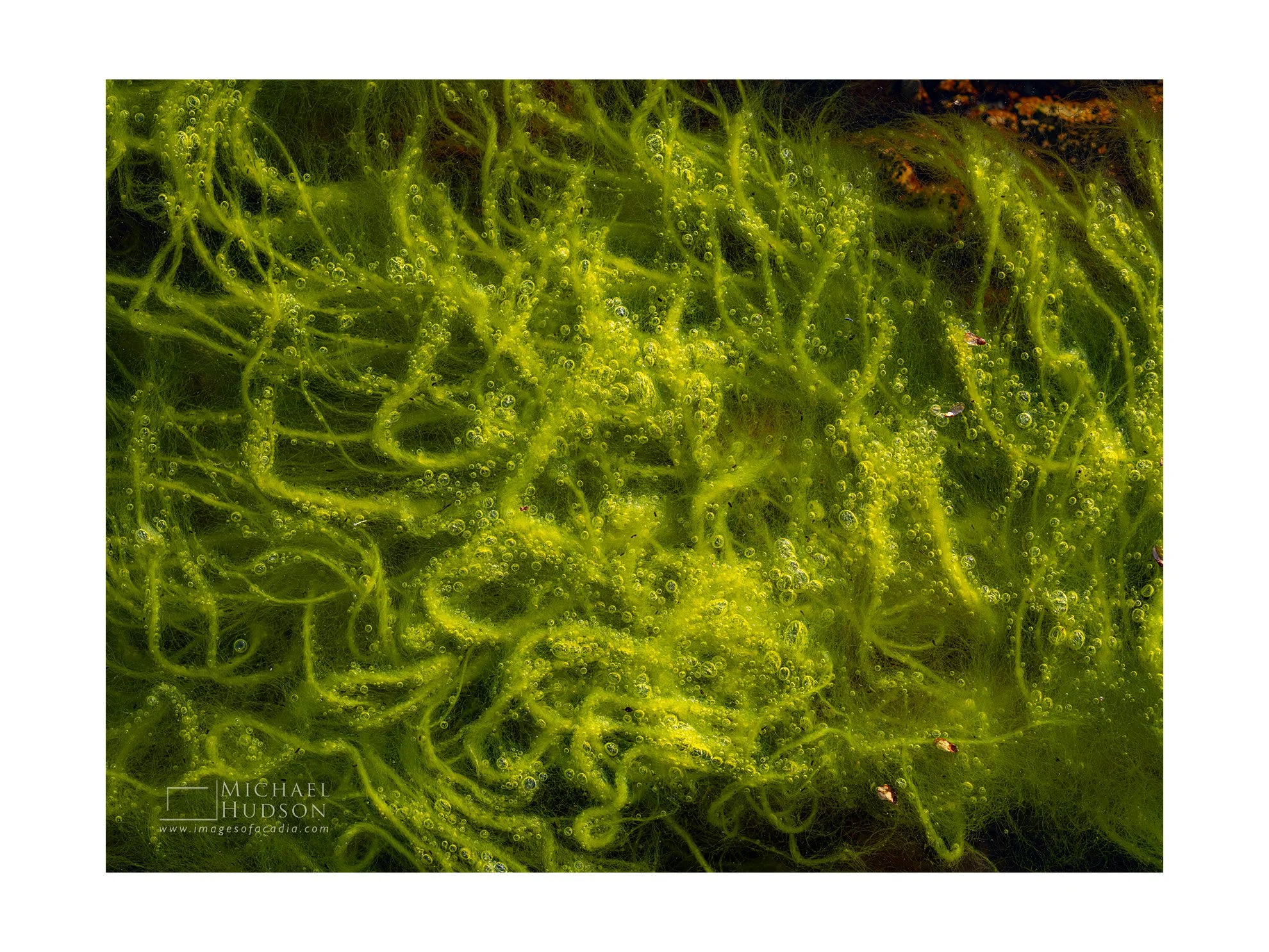 Bubbles I/ Limited Edition Print No. 2S5-1671