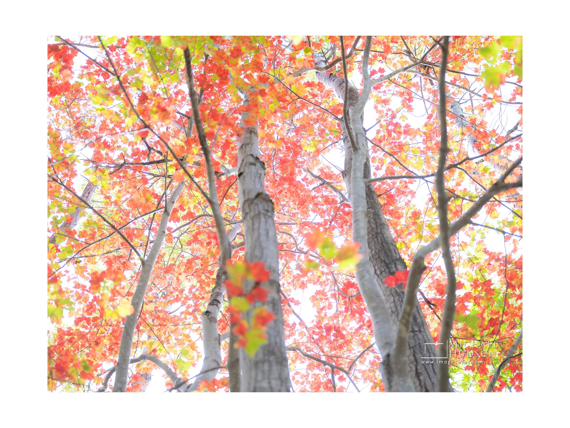 Upwards V/ Limited Edition Print No. 2S5-2282