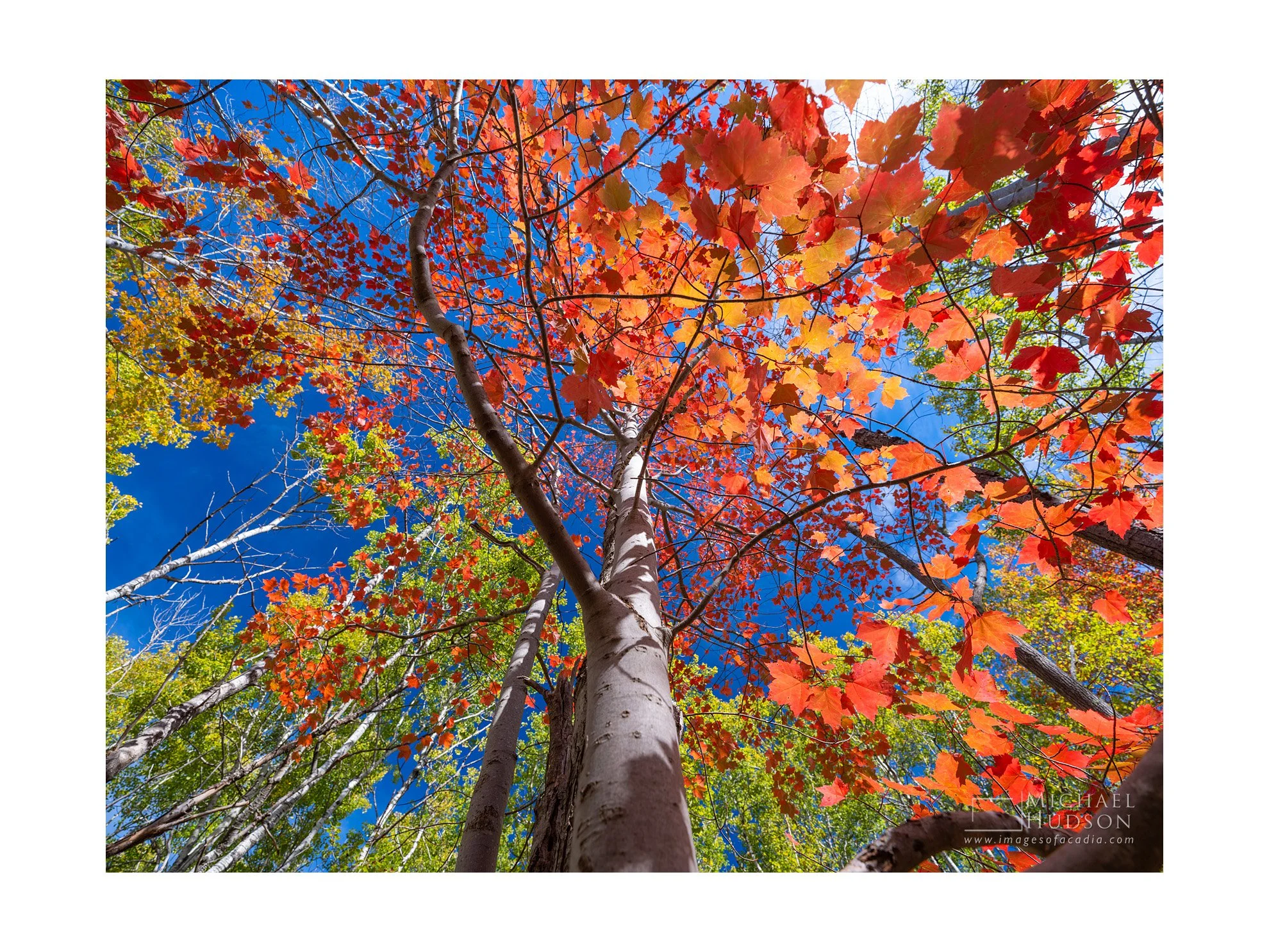 Upwards I/ Limited Edition Print No. 2S5-2235