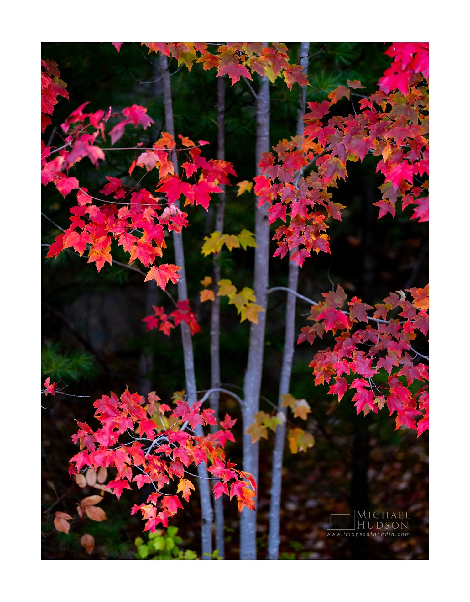 Four Gray Trunks/ Limited Edition Print No. 2S5-2413