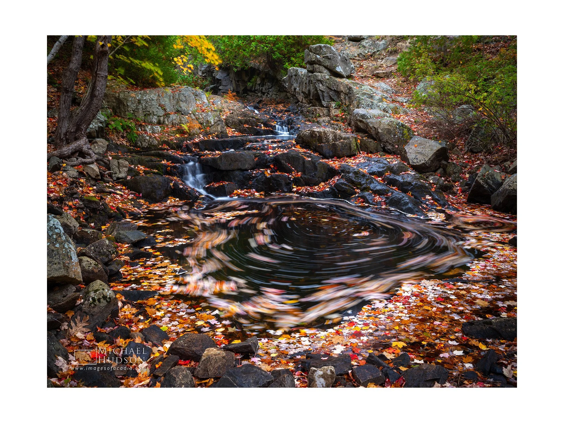 Swirl of Leaves/ Limited Edition Print No. 2S5-2468