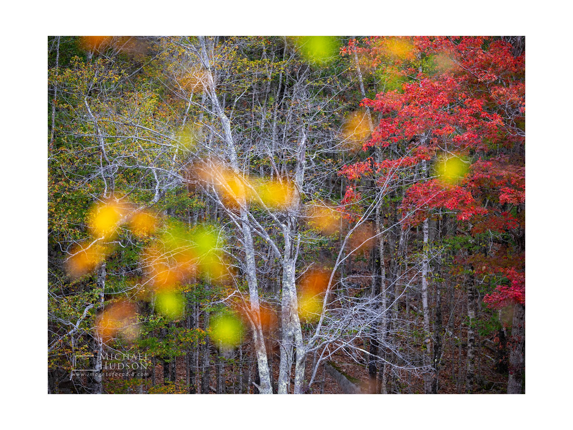 Skeletal Tree/ Limited Edition Print No. 2S5-1975