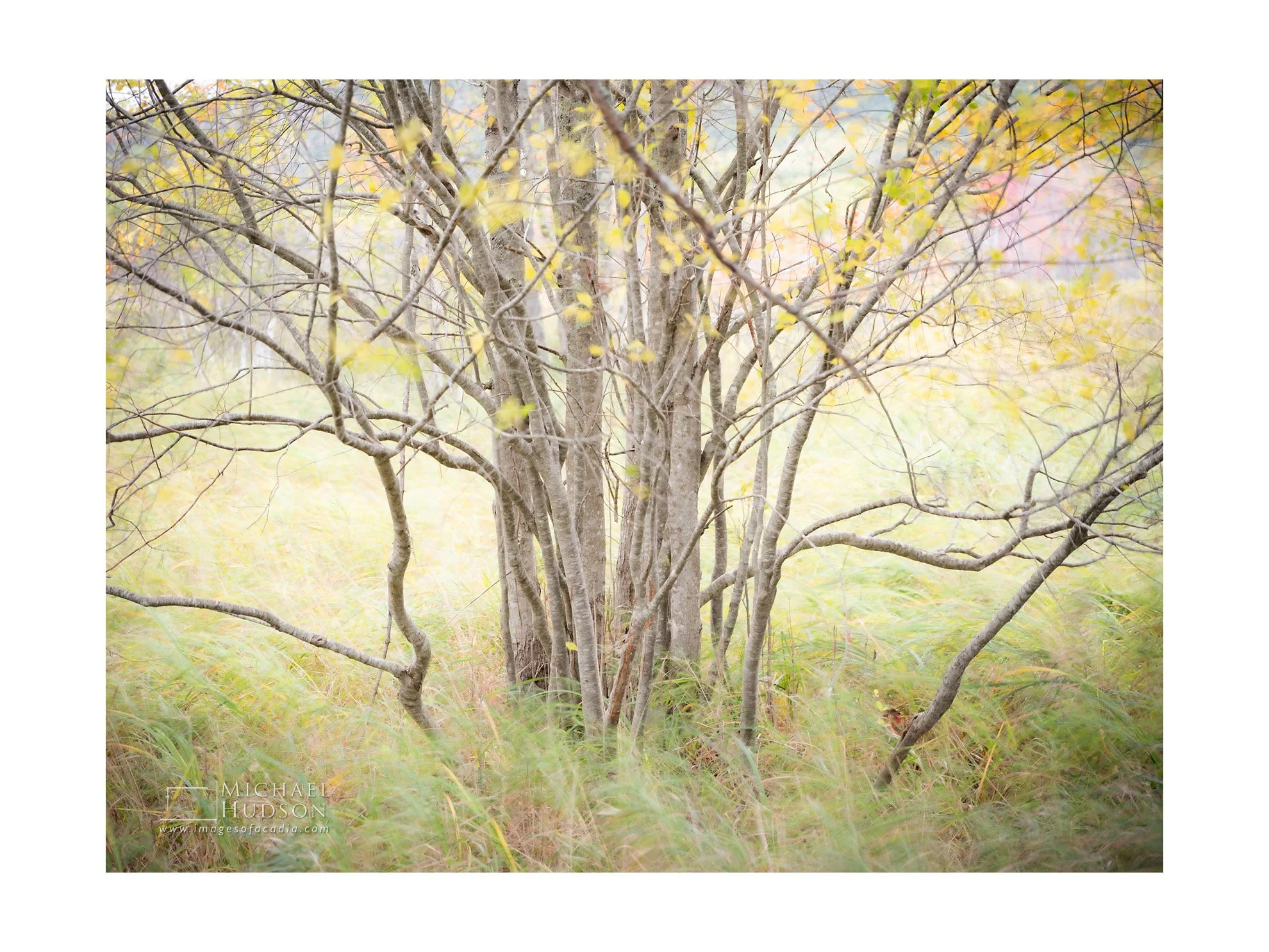 Last Gasp of Autumn/ Limited Edition Print No. 2S5-2454