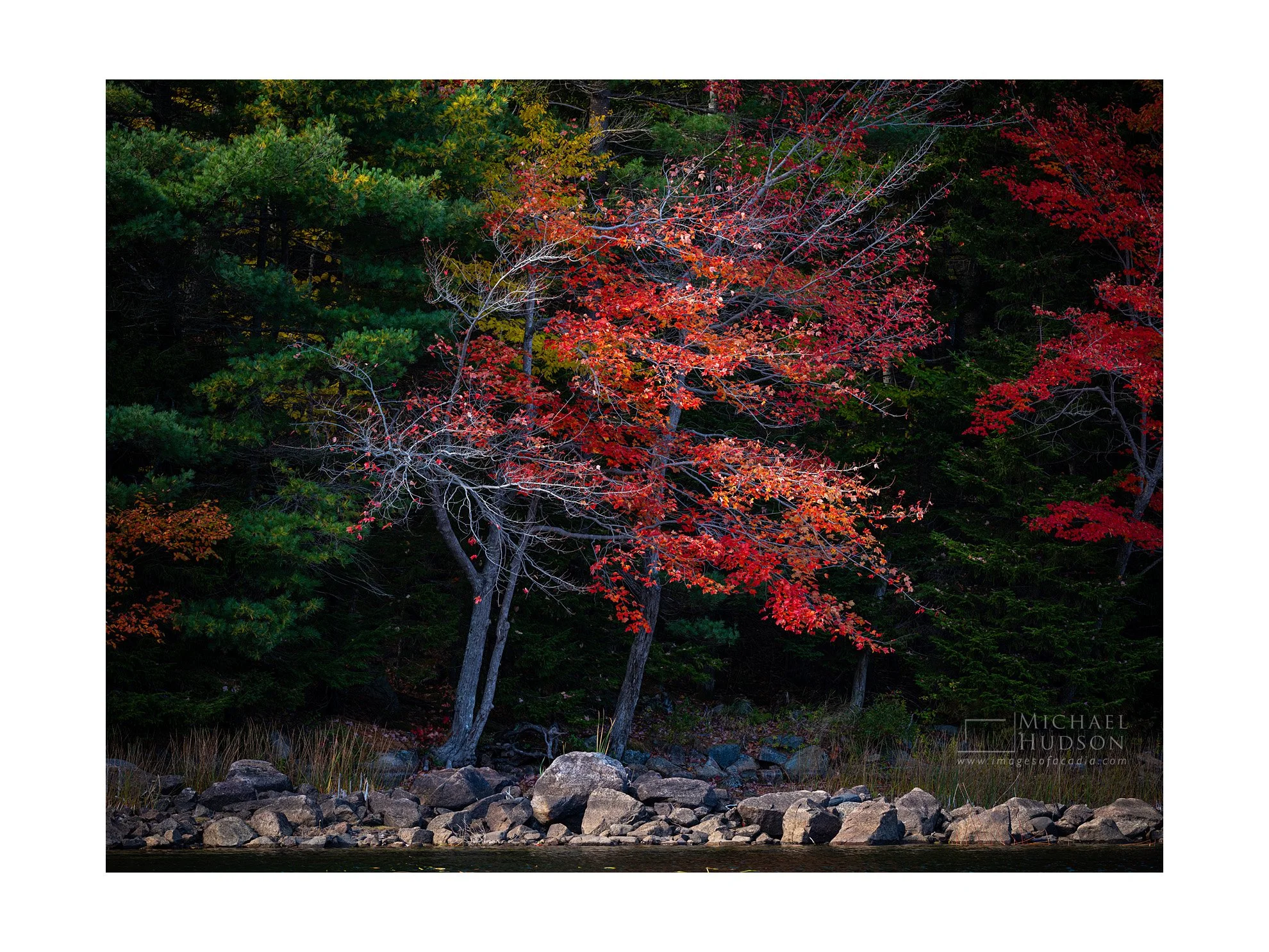 Windswept Maple/ Limited Edition Print No. 2S5-2536