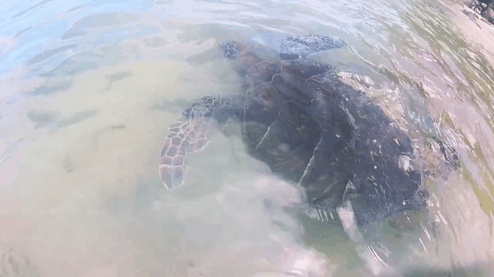 After breakfast at Haleiwa, spend a couple of hours with the turtles. You can get to swim with them! Is the very first beach after passing the town. The second beach was windy but beautiful.