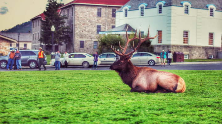 The village is full of Deers. Remember to respect them and their habitat.