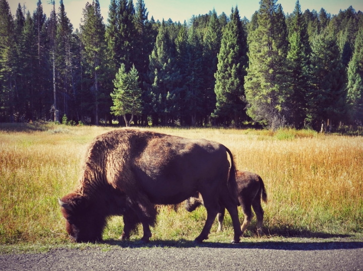 They will be on the roads, really close to you. It felt like a safari. 