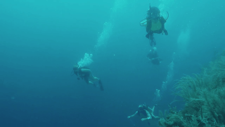 If you have the license take the diving tour. They got to see turtles, sharks, barracuda, eagle ray, lobsters, between others.