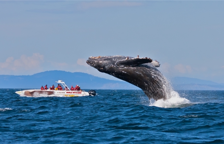 If you have never seen whales or orcas, this is your change.