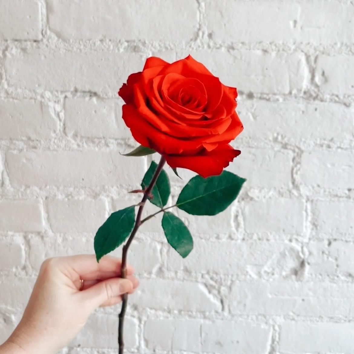 Roses are red, 
violets are blue, 
our wine list is lengthy, 
just pick your hue 🍷

Reserve one of our intimate tables for Valentine&rsquo;s Day supper! Send a note to jessie@brunettewinebar.com to book. Bar seats will be available for walk-ins. 🫶
