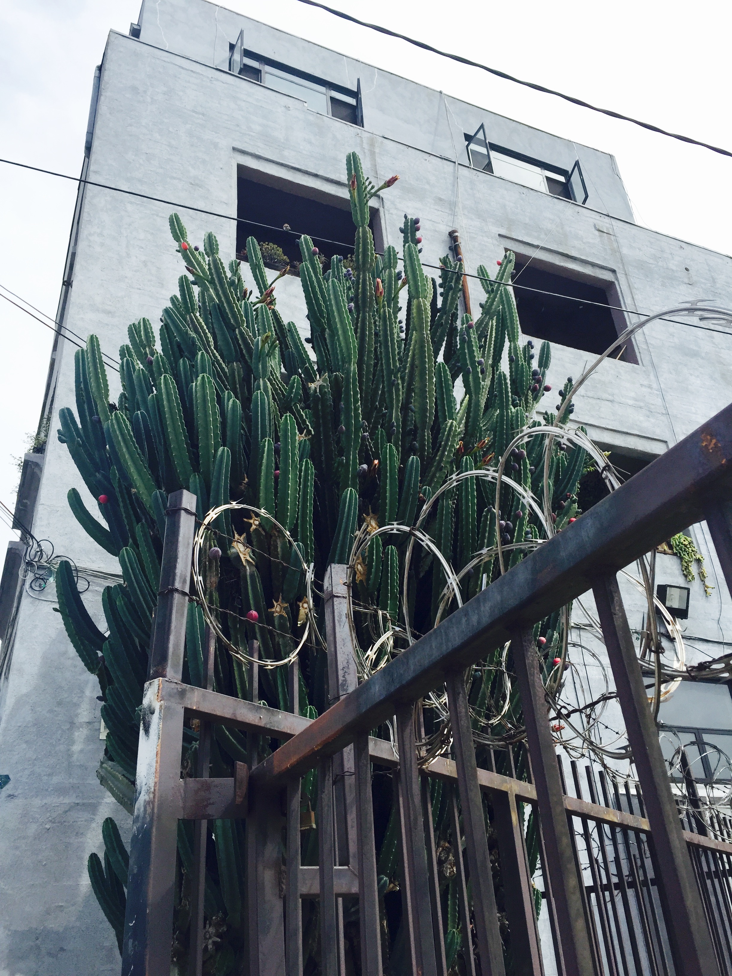 CACTI.jpg