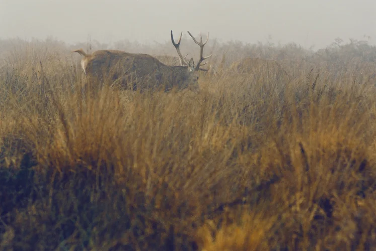 Kifert_richmondpark_07.jpg