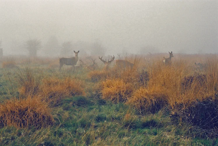 Kifert_richmondpark_010.jpg
