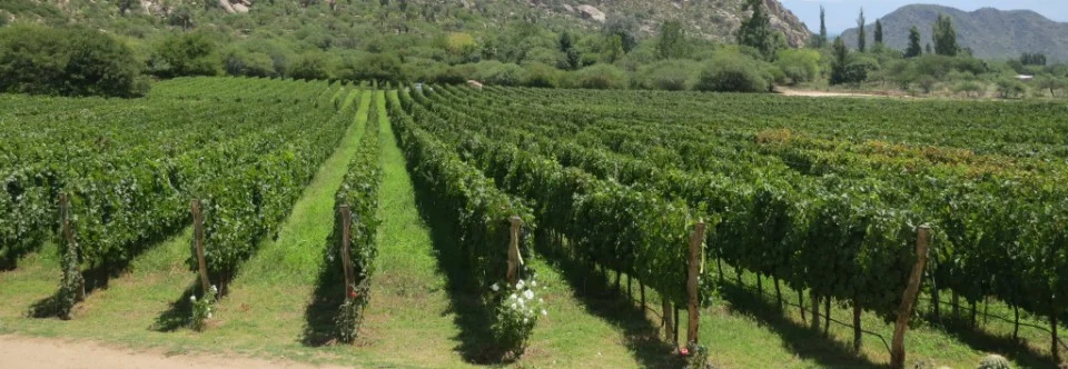 cropped-vineyard.jpg