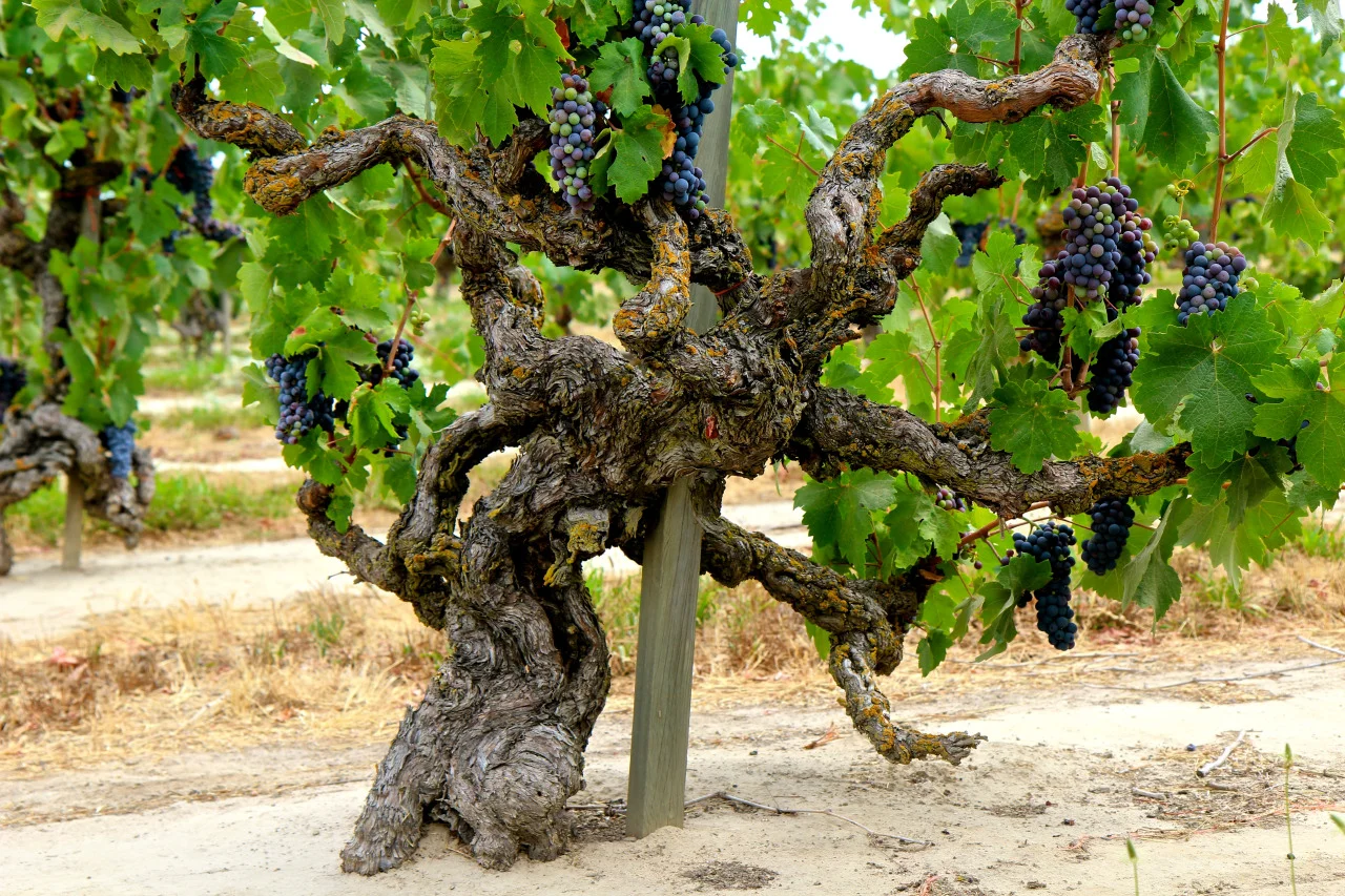 carignan.jpg