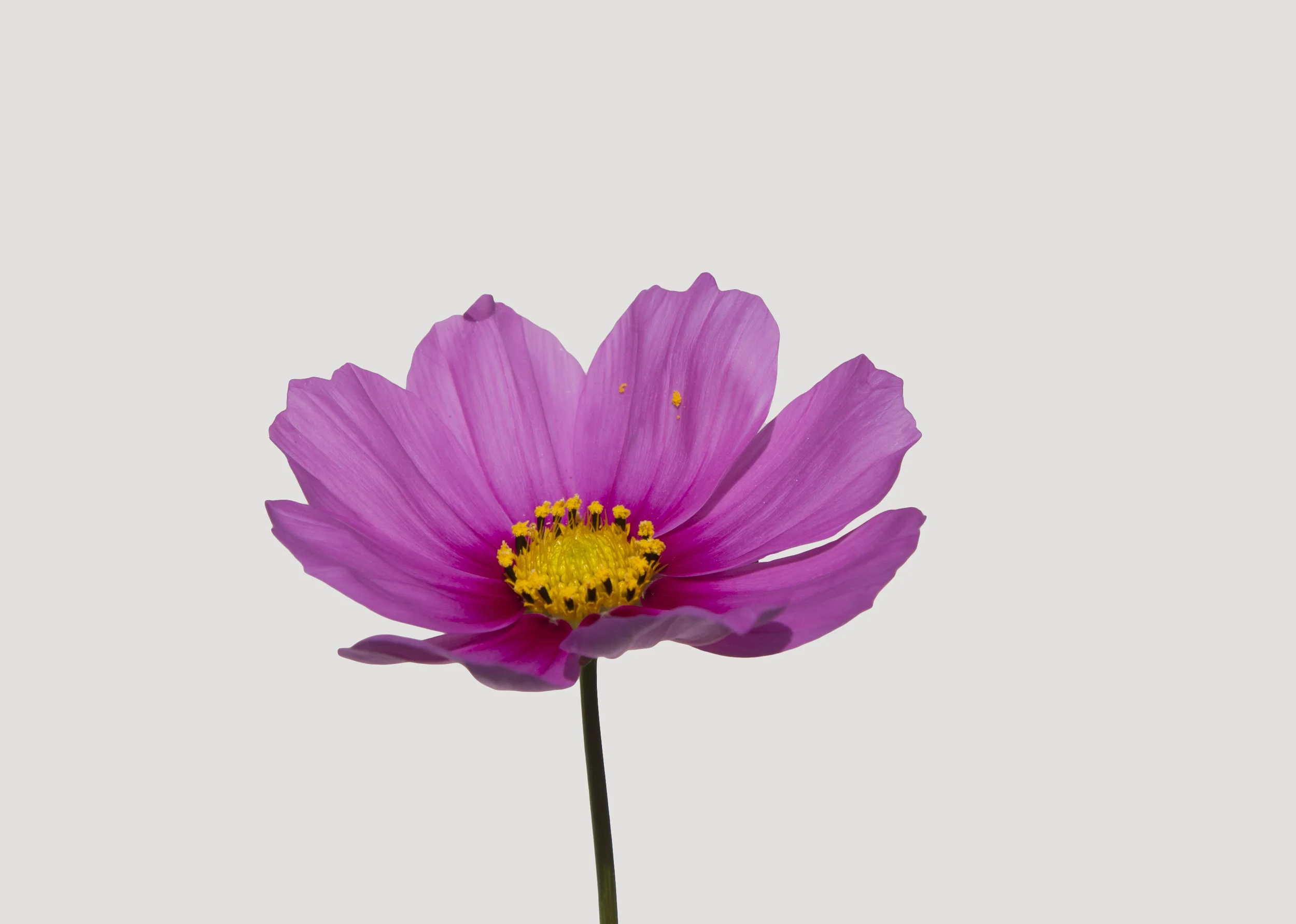 Flower 1 Pink .jpg