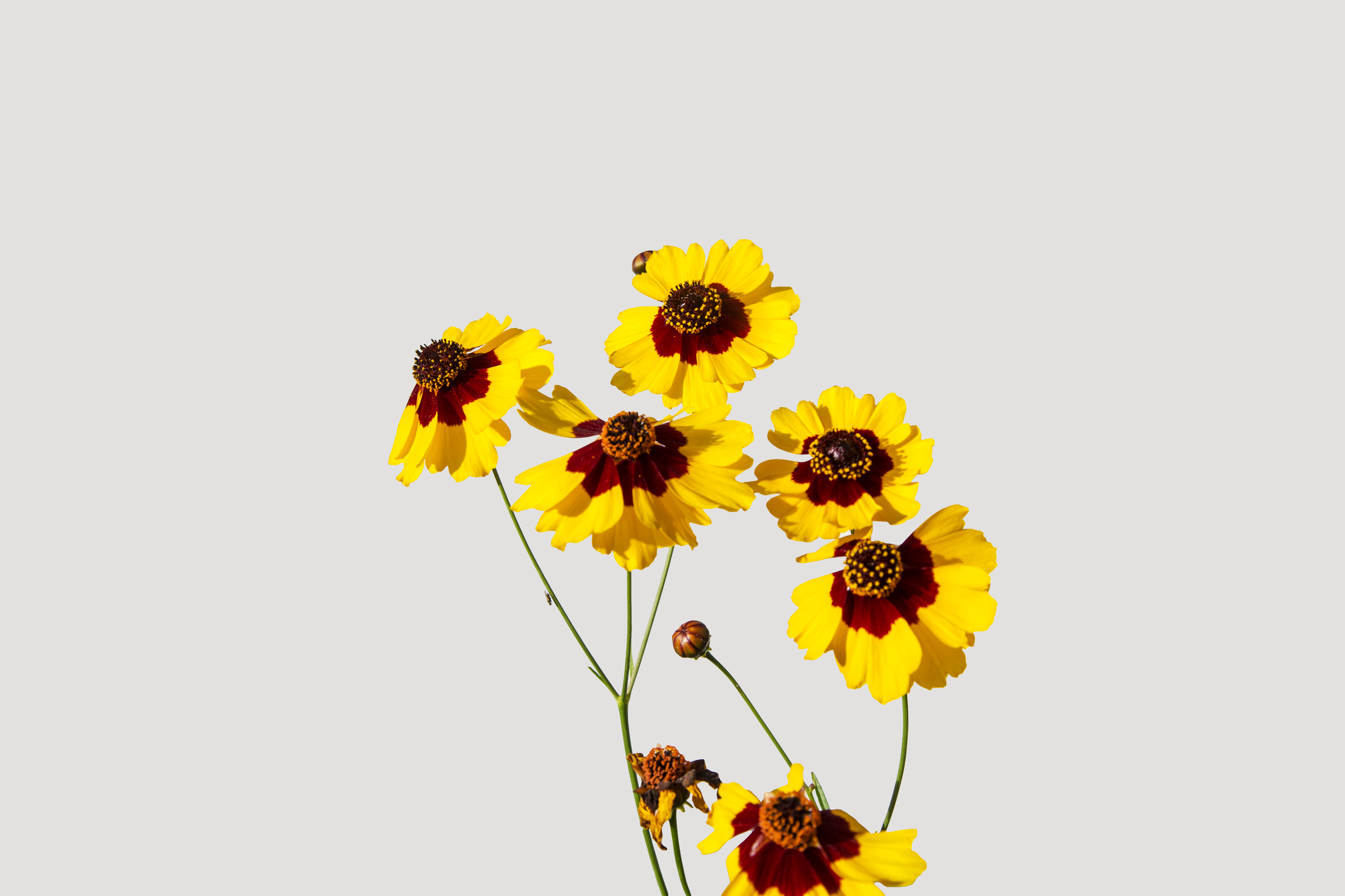 Flower 9 Yellow Bunch .jpg