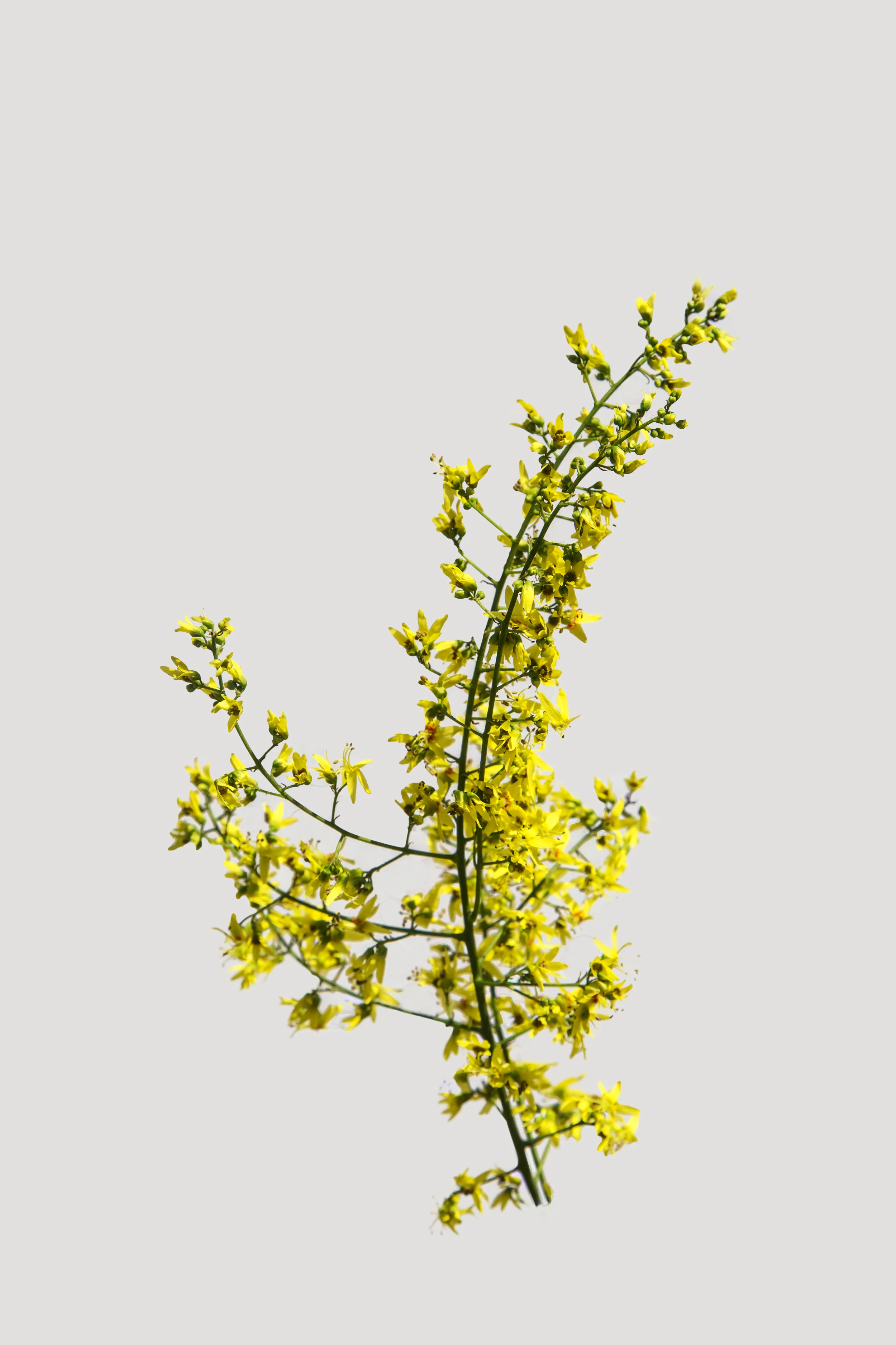 Flower 14 Yellow Small Sprig .jpg
