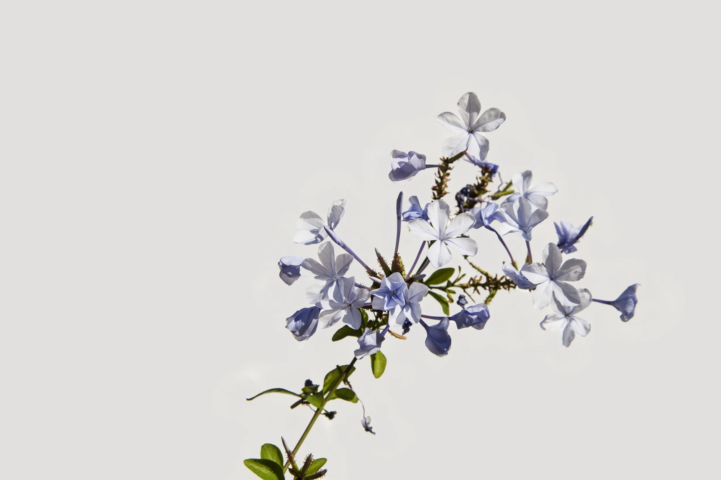 Flower 17 Light Violet Bunch.jpg