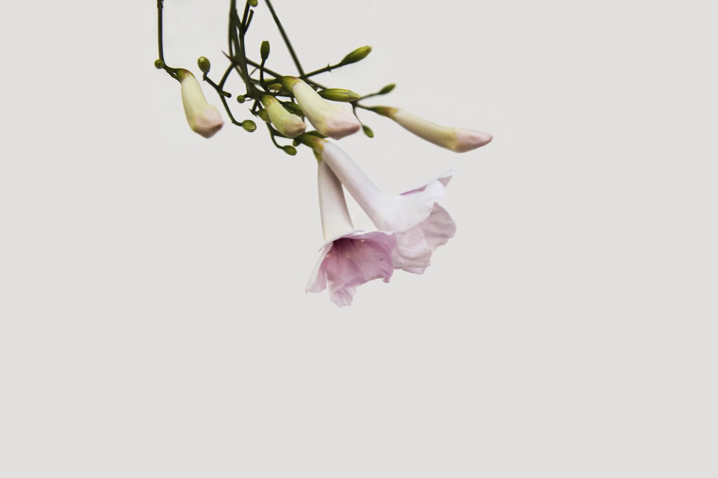Flower 19 Pink Bells.jpg