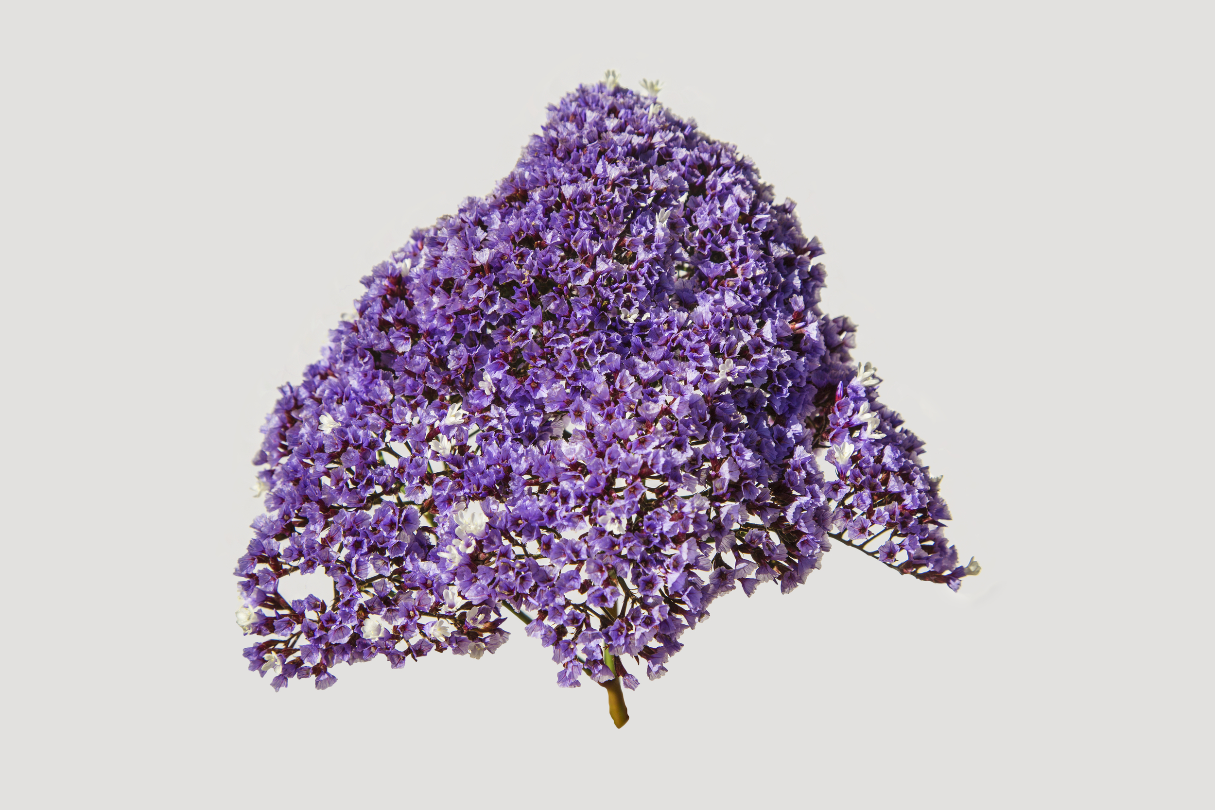 Flower 15 Yellow Background Purple .jpg