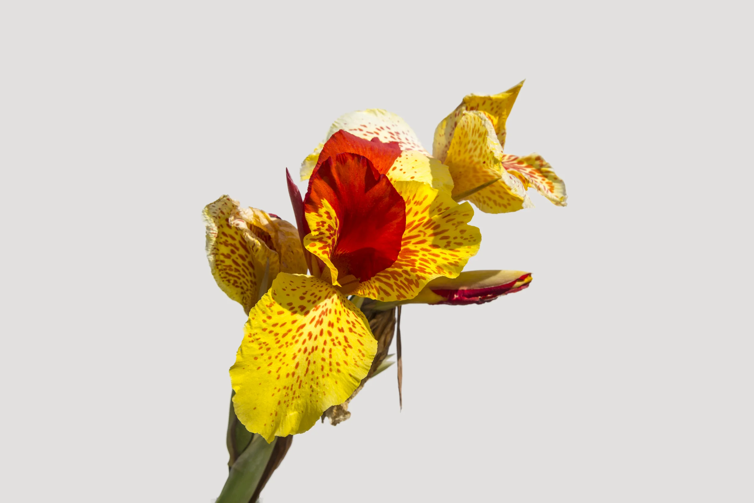 Flower 21 Yellow Red Dragon.jpg