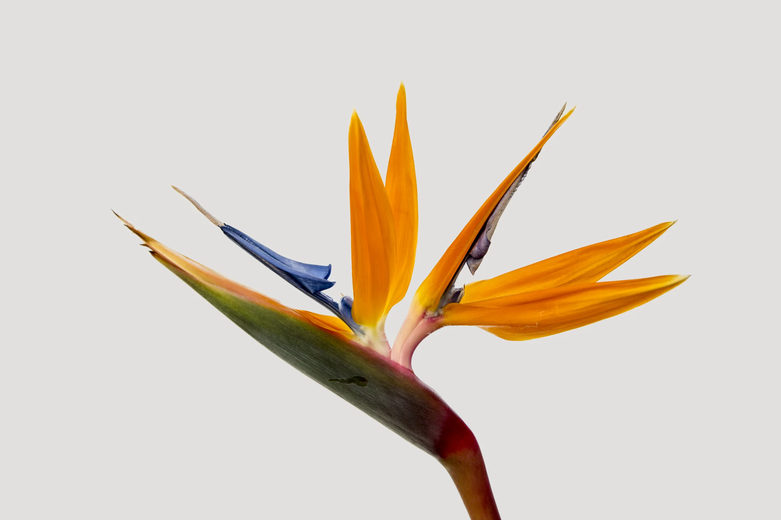 Flower 23 Bird of Paridise.jpg