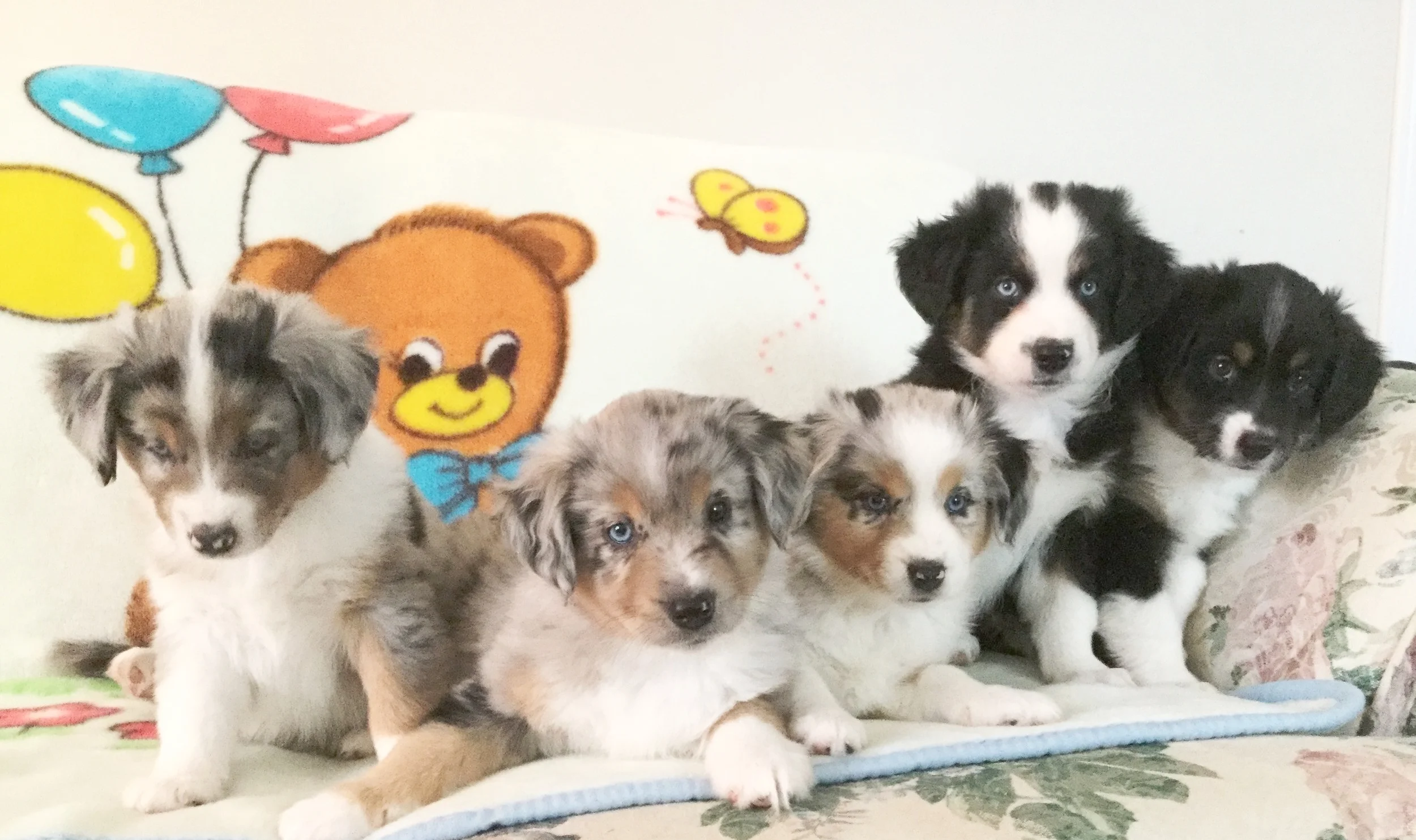  Montana &amp; Hank puppies 