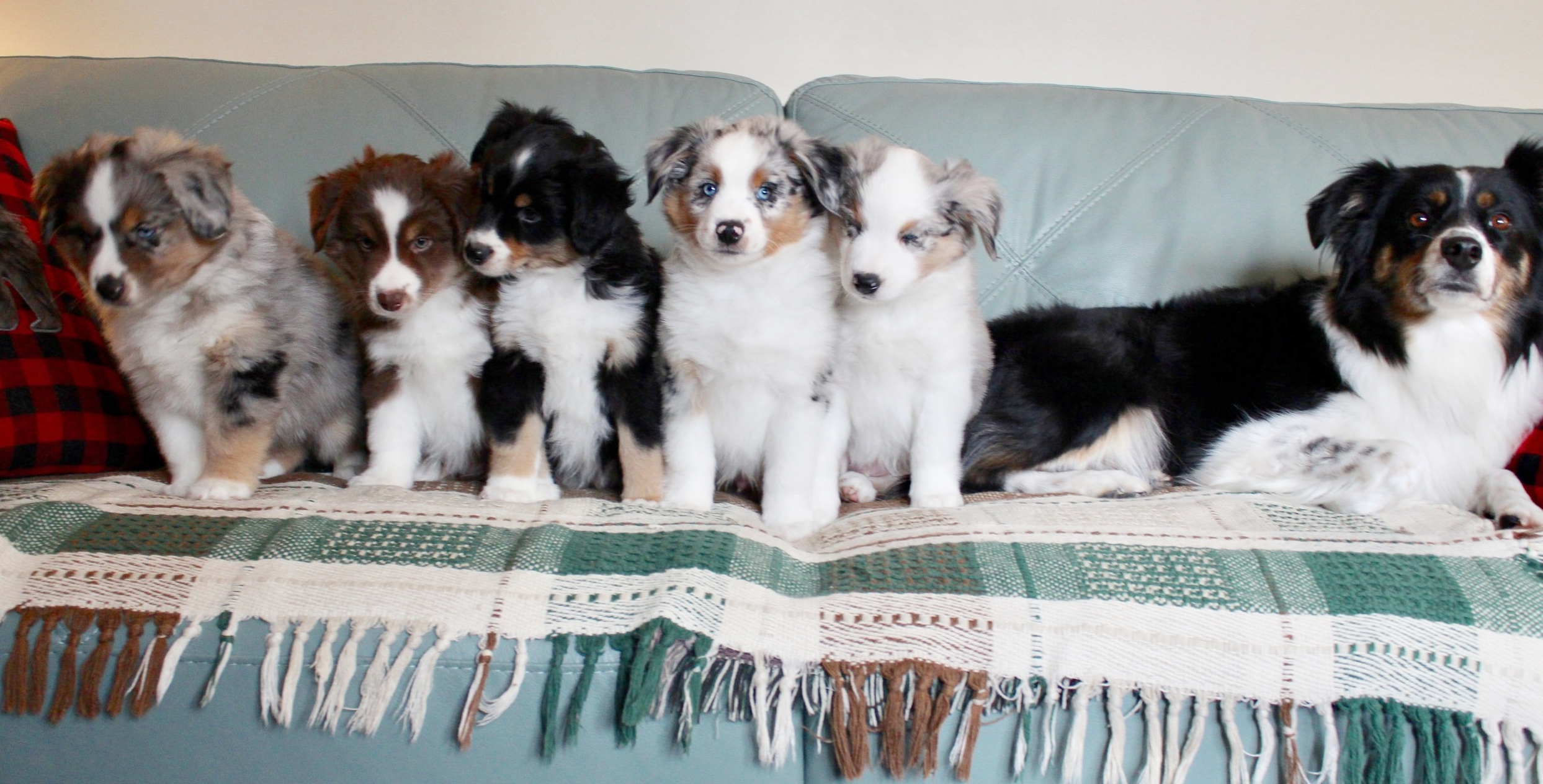 Montana & Dallas puppies