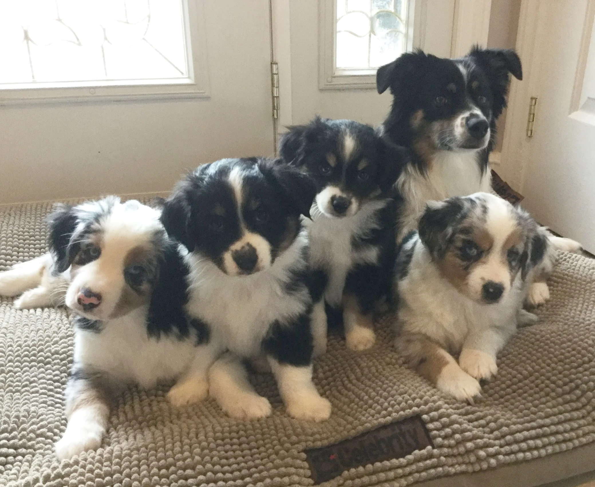  Montana &amp; Ranger puppies 