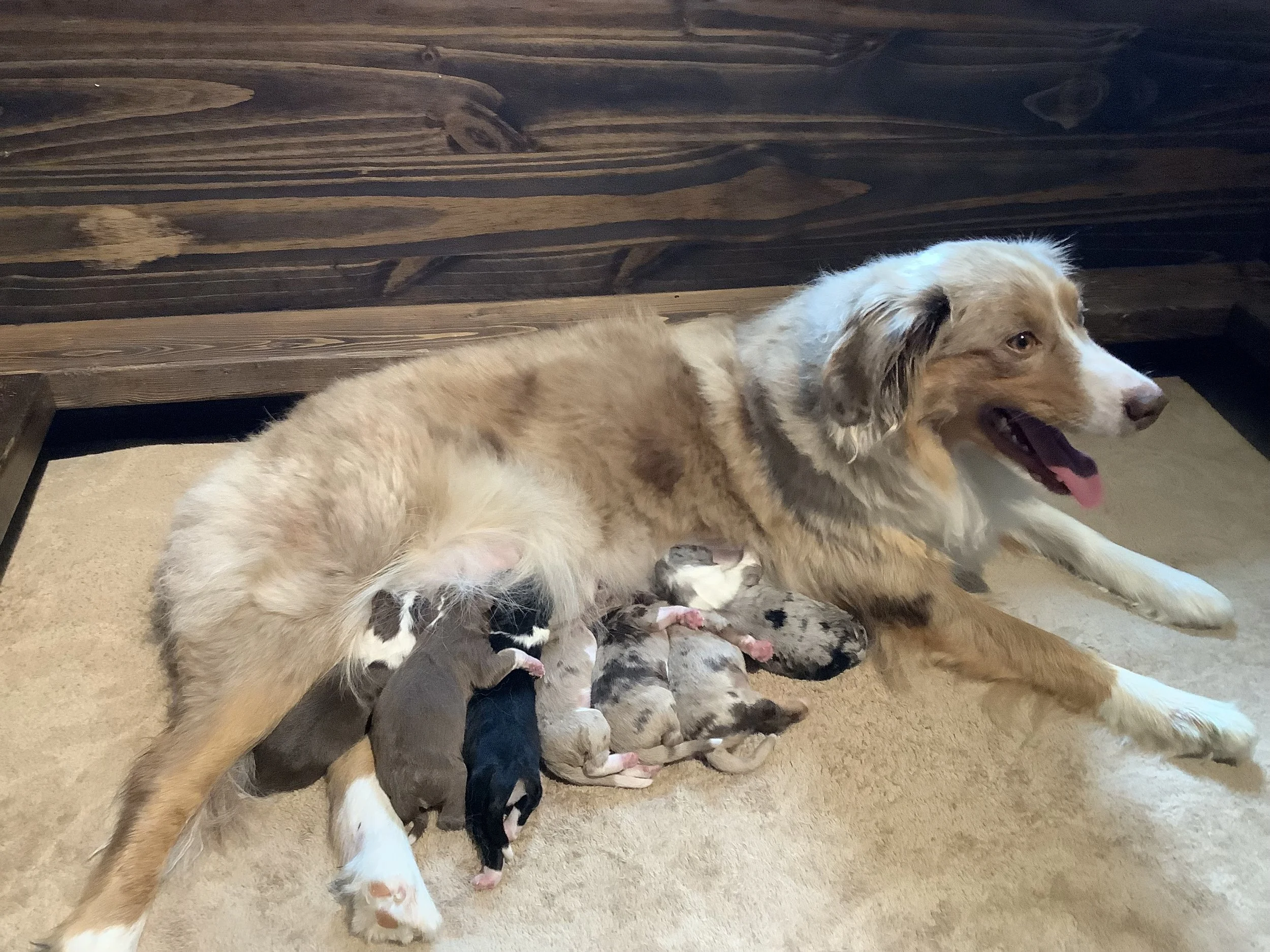  Nala &amp; Odin Puppies 