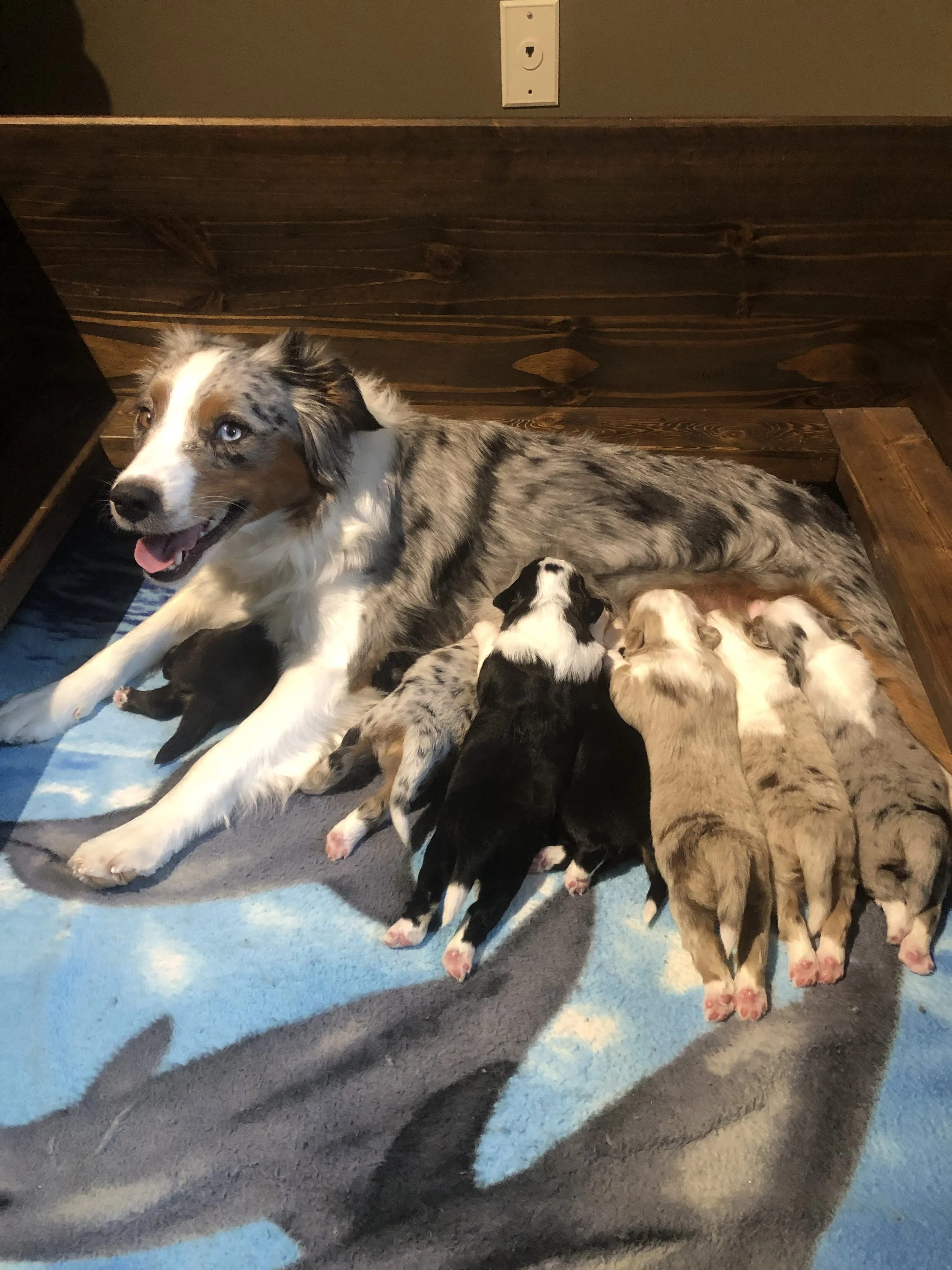 Willow & Odin Puppies