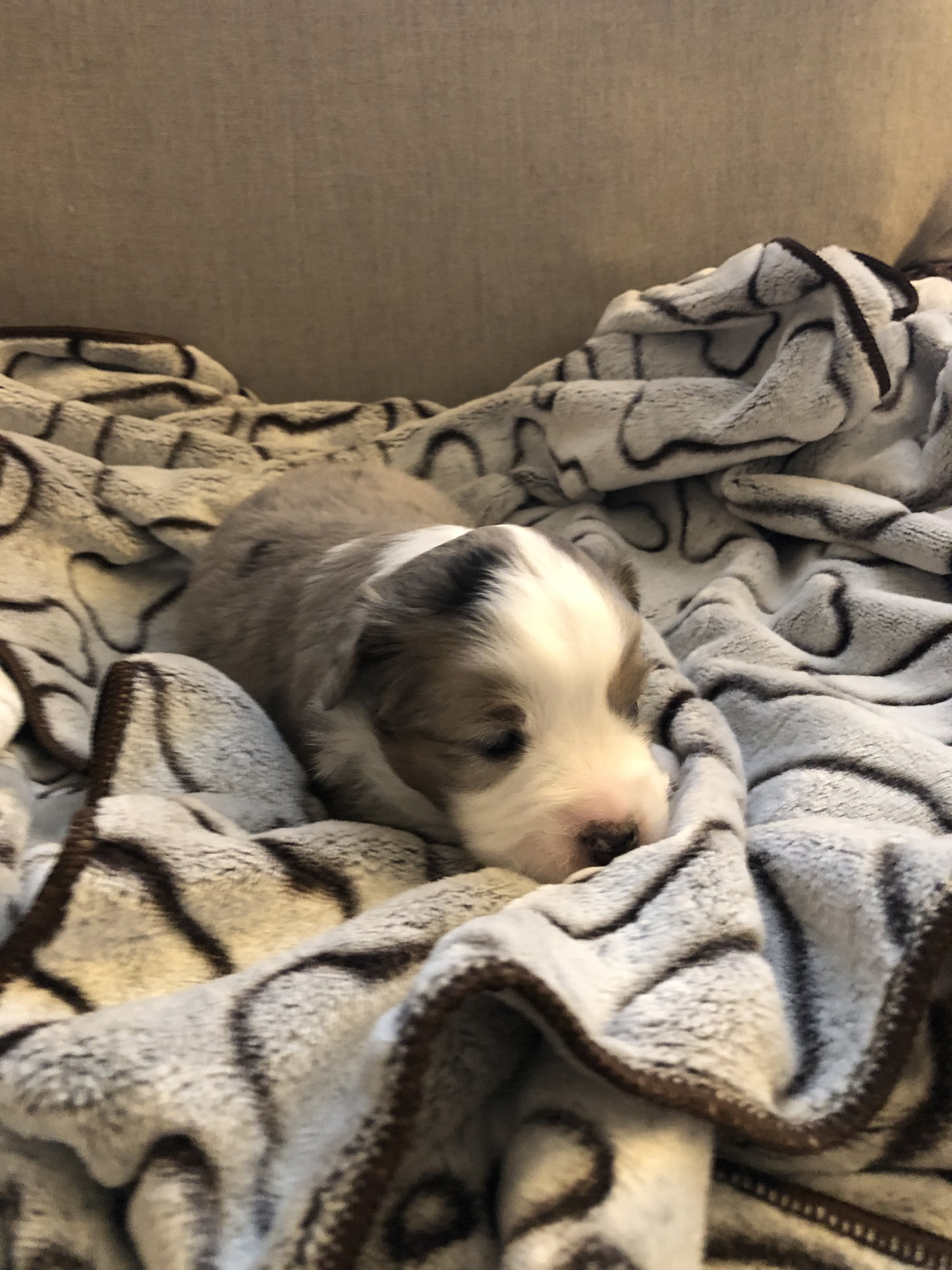 Freckles-(Female) On Hold (possible co-own)