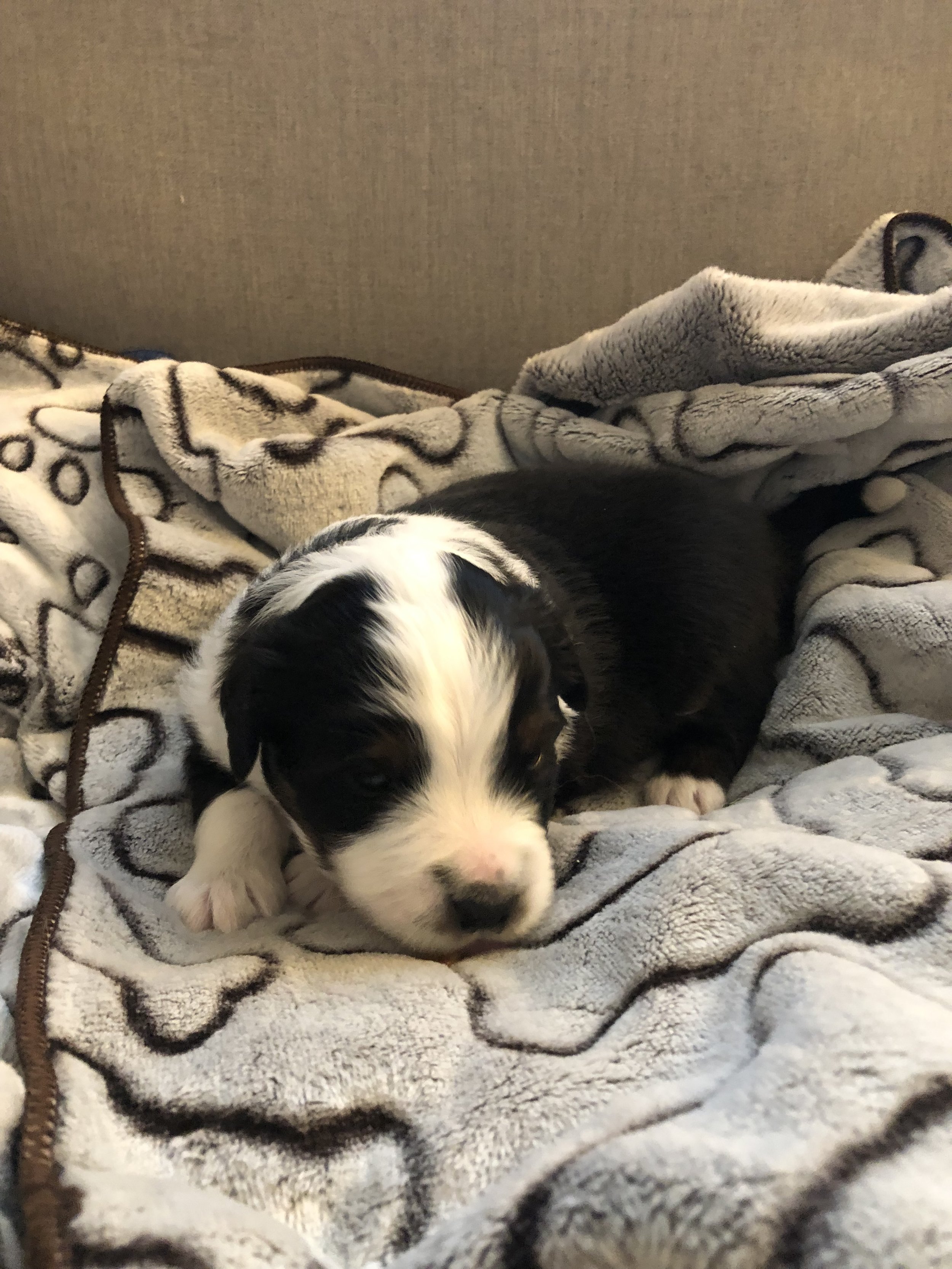 Scooter-(Male) Available