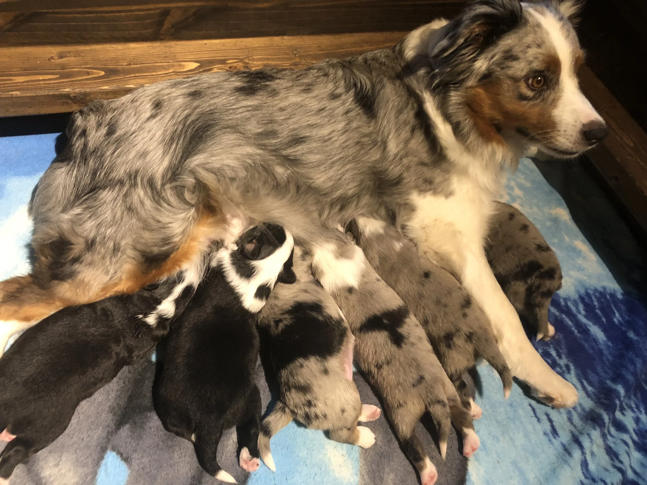 Willow & Jack's Puppies