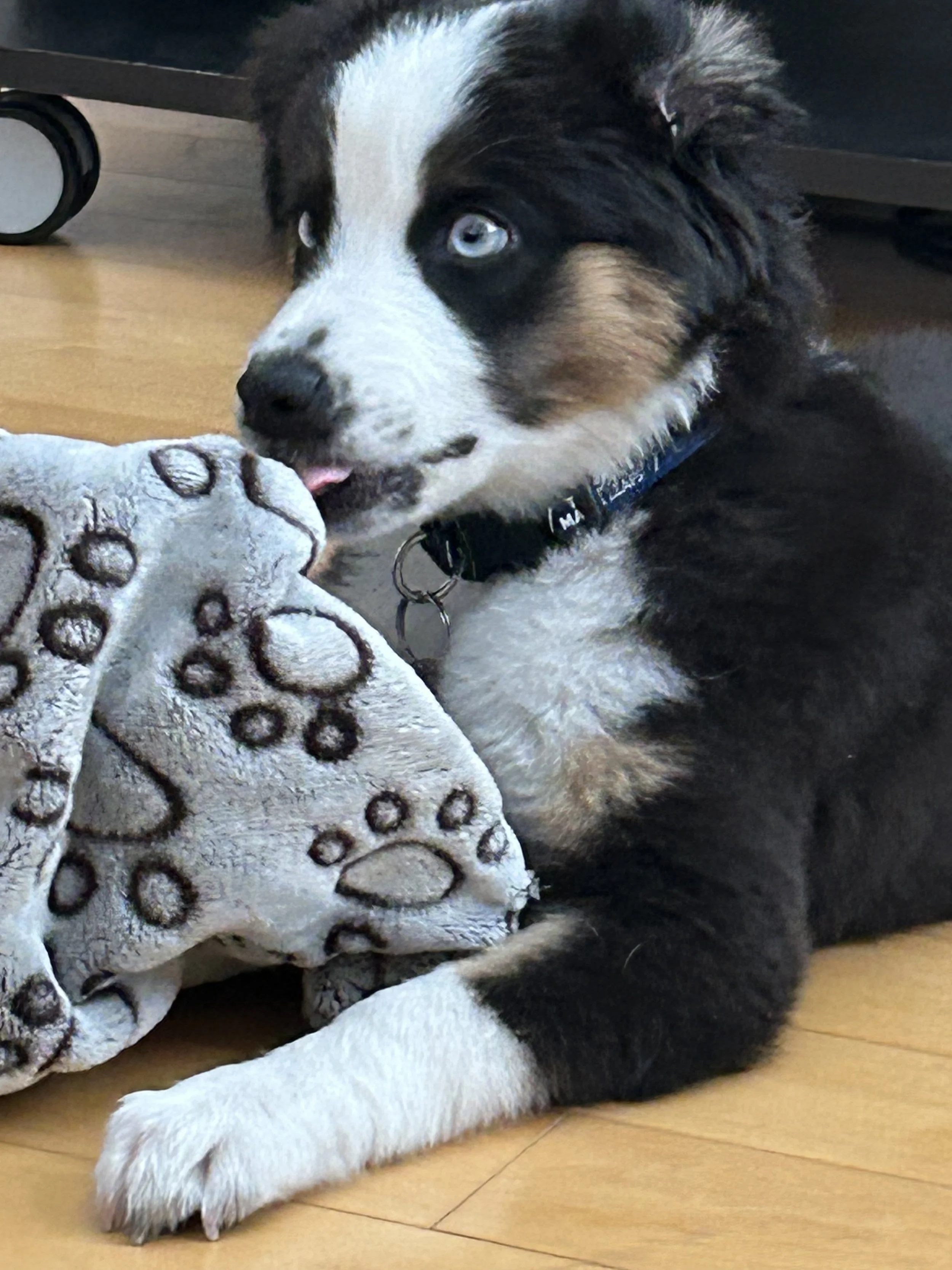 Hope-Black Tri female 3 1/2 months