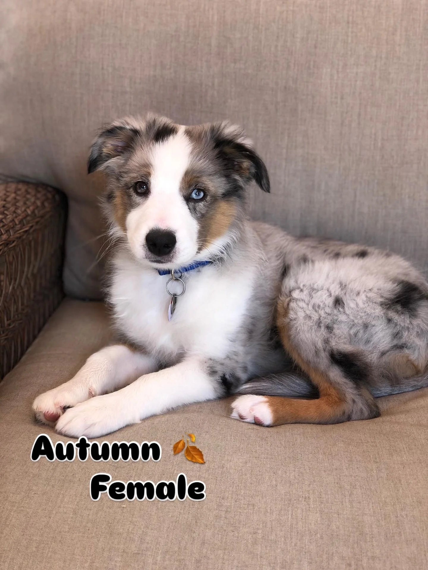 Freckles Litter name now (Autumn) 3 1/2 months