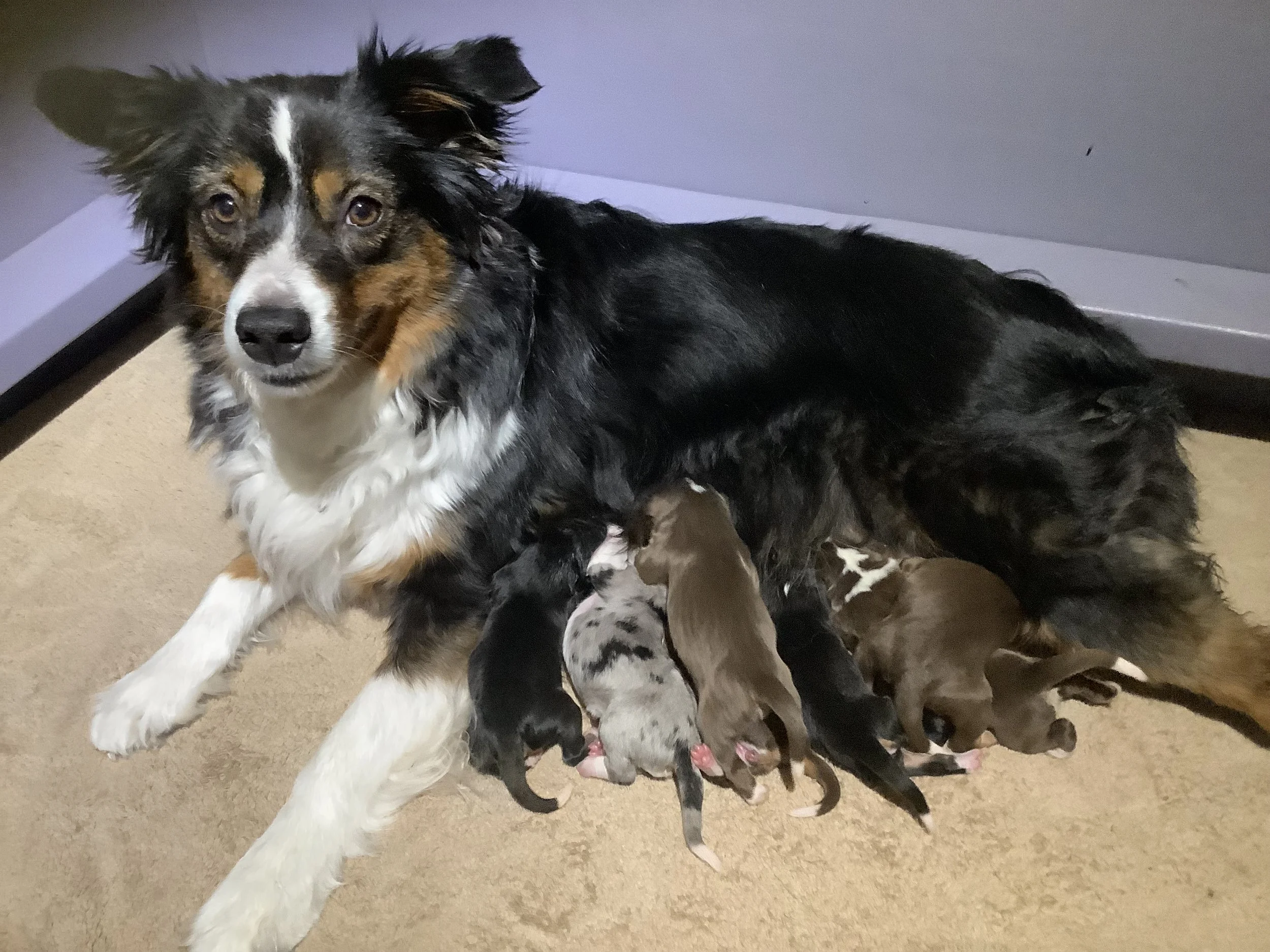 Pepper & Rogue Puppies                        Born March 16, 2026