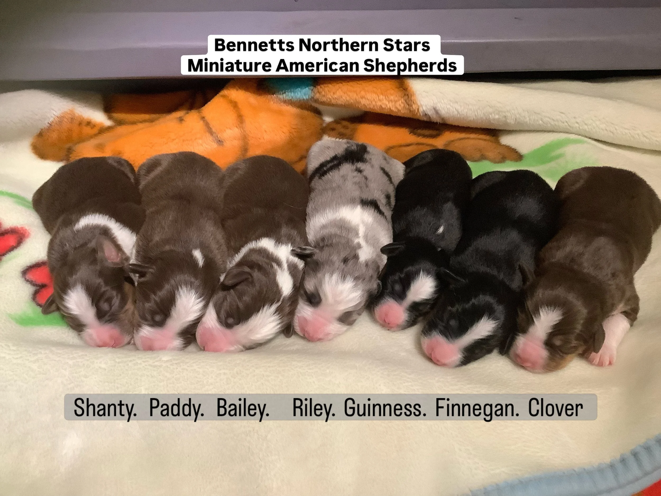  Puppies are not available until Buyers on my list choose first, available puppies will be listed.  We will have 3 puppies available. 