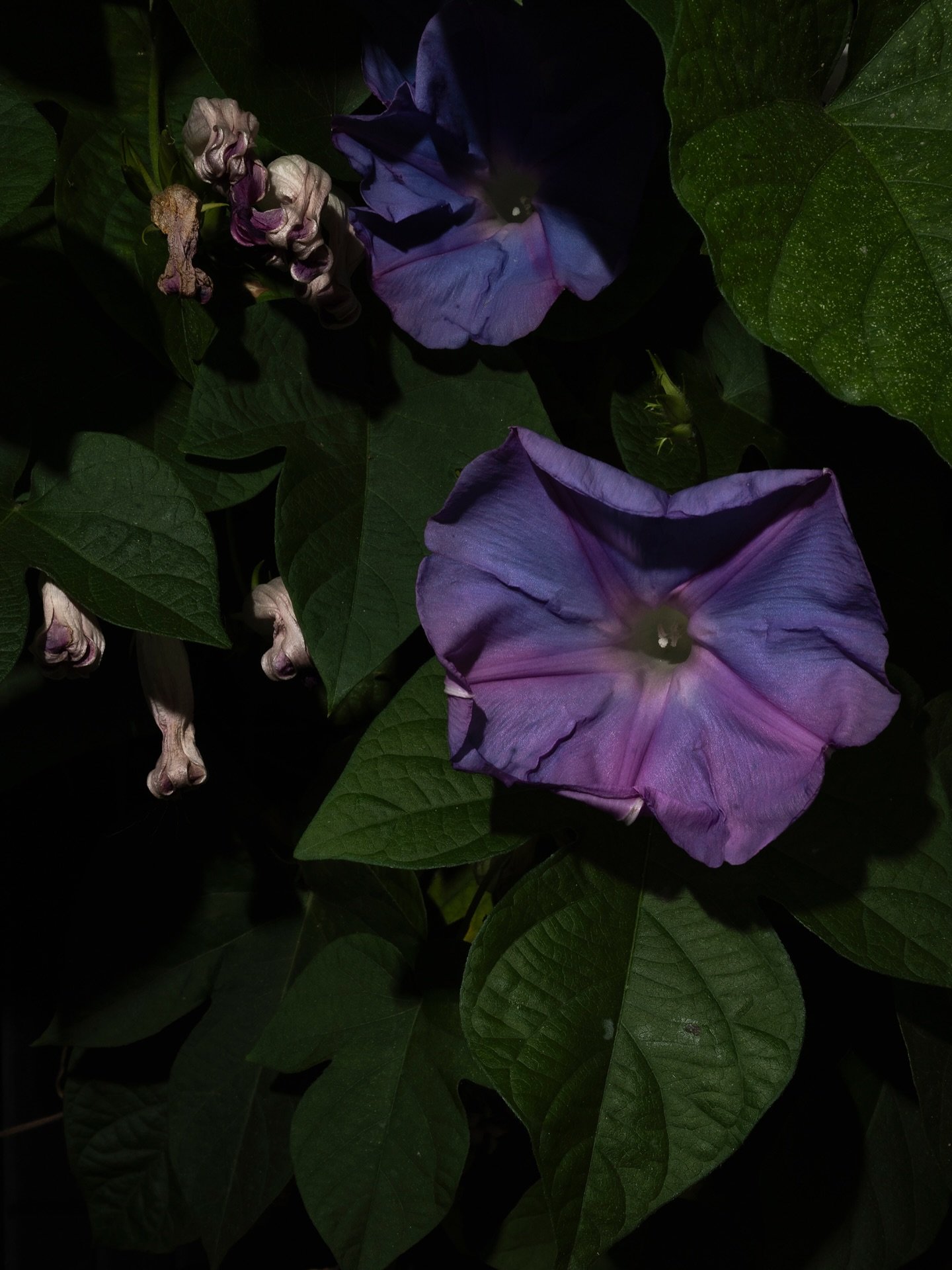 Lasciar crescere l&rsquo;erba
Rome, 2023

&ldquo;Lasciar crescere l&rsquo;erba&rdquo; (Let the grass grow) is the story of a garden, of a place left suspended, of change, love, waiting and resilience. It is the experience of difficult days, when my m